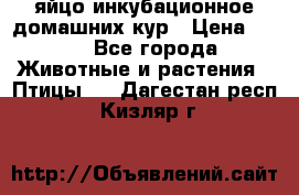 яйцо инкубационное домашних кур › Цена ­ 25 - Все города Животные и растения » Птицы   . Дагестан респ.,Кизляр г.